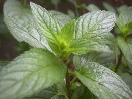 Peppermint Mentha × piperita Seeds – Aromatic Herb for Teas & Culinary Use (500 Seeds)