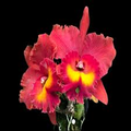 Cattleya Rlc Magician Red Live Orchid Seedling in 2B23 Pot