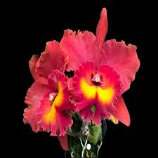 Cattleya Rlc Magician Red Live Orchid Seedling in 2B23 Pot