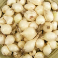 White Onion Sets (White Ebenezer) - 8 oz (40-60 Bulbs) Non-GMO, Easy to Grow