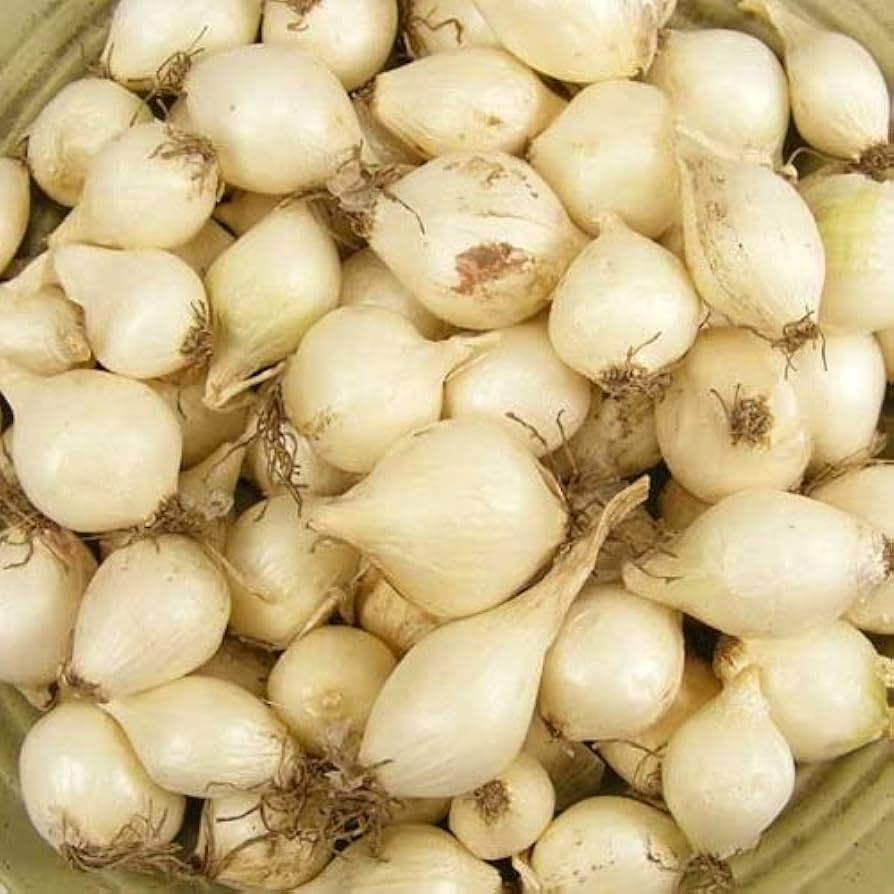 White Onion Sets (White Ebenezer) - 8 oz (40-60 Bulbs) Non-GMO, Easy to Grow