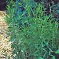 Russian Tarragon Seeds - Heirloom, Non-GMO, Open-Pollinated, Zones 3-9