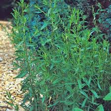 Russian Tarragon Seeds - Heirloom, Non-GMO, Open-Pollinated, Zones 3-9