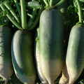Green Luobo Improved Radish Seeds - Heirloom Asian Variety (500+ Seeds)
