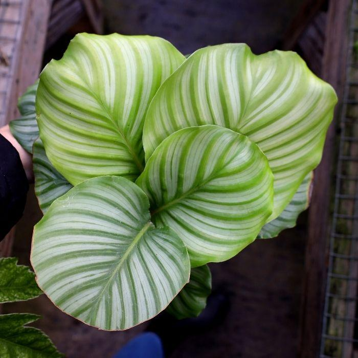 Calathea Orbifolia Seedling (4-8") Starter Plant | Indoor Tropical Houseplant