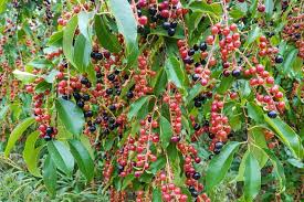 Black Cherry Tree Seeds (Prunus serotina) – 5 Seeds, Hardy Zones 3-9