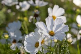 Cosmos Purity Seeds 1g - White Blooms, Pollinator-Friendly Annual