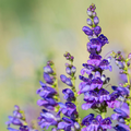 Penstemon Cyaneus Seeds - Blue Penstemon (100mg), Drought-Tolerant Native Wildflower