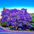 Jacaranda Fern Tree Seeds (Jacaranda mimosifolia) – Blue Flowers, Fast-Growing Tropical Seed