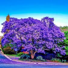 Jacaranda Fern Tree Seeds (Jacaranda mimosifolia) – Blue Flowers, Fast-Growing Tropical Seed