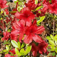 Midnight Flare Azalea - Live Rooted Starter Plant (2-8") | Rhododendron Shrub