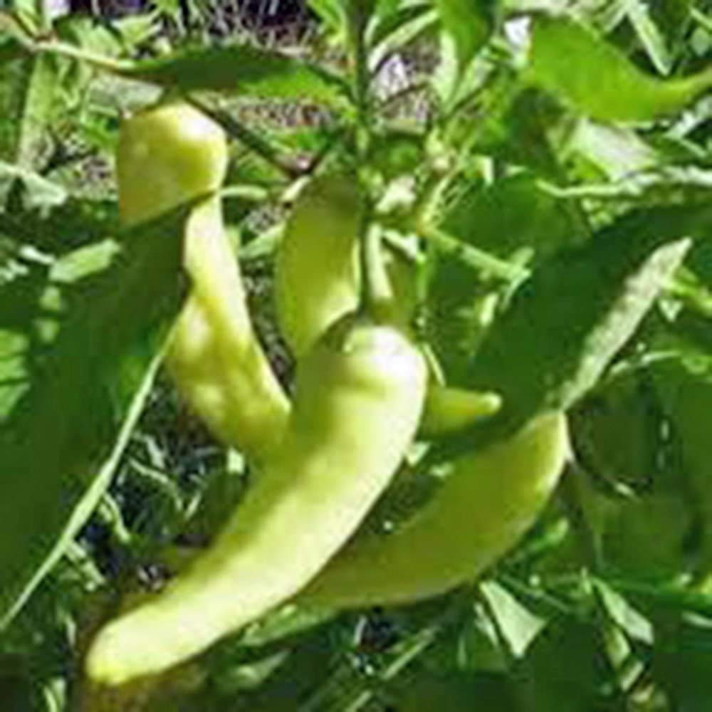 Sweet Banana Pepper Seeds - 25 Capsicum annuum Heirloom, Mild & Sweet