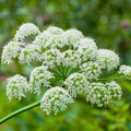 Heracleum Maximum Cow Parsnip Seeds — 75 Seeds for Native Wildflower Gardens