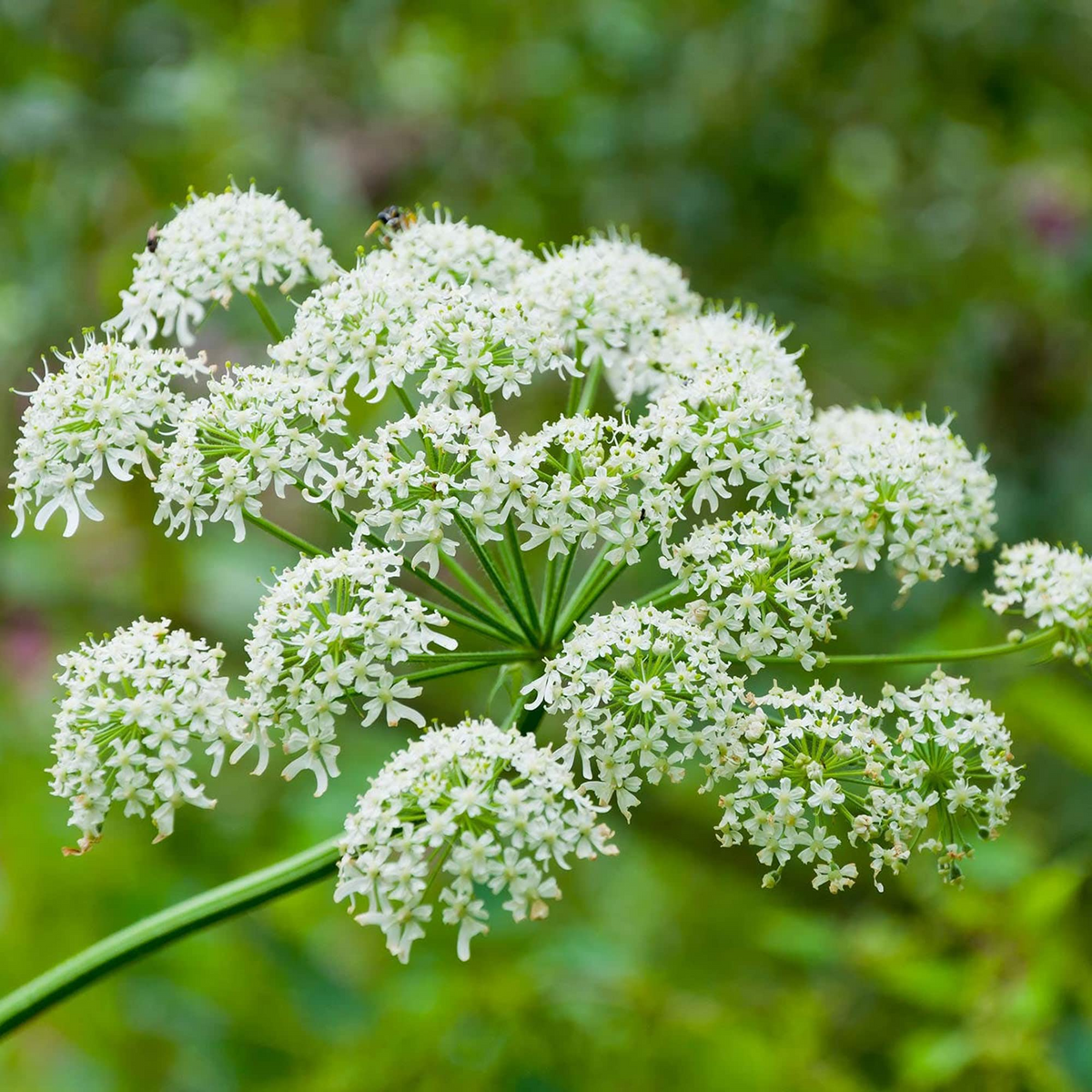 Heracleum Maximum Cow Parsnip Seeds — 75 Seeds for Native Wildflower Gardens
