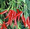 Thai Hot Pepper Seeds - Heirloom, Non-GMO, 50,000-100,000 SHU, 30-3,000 Seeds, Zones 3-10