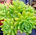 SedumAlice Evans Cuttings - 5 Live Plant Cuttings, Sedum Avatar