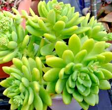 SedumAlice Evans Cuttings - 5 Live Plant Cuttings, Sedum Avatar