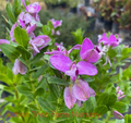 Polygala Myrtifolia Milkwort 6" Live Cuttings - 7 Sweet Pea Bush Plants, Evergreen, Fast-Growing Perennial Shrub