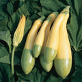 Zephyr Squash Seeds - 25+ USA-Grown, Easy to Grow Summer Squash