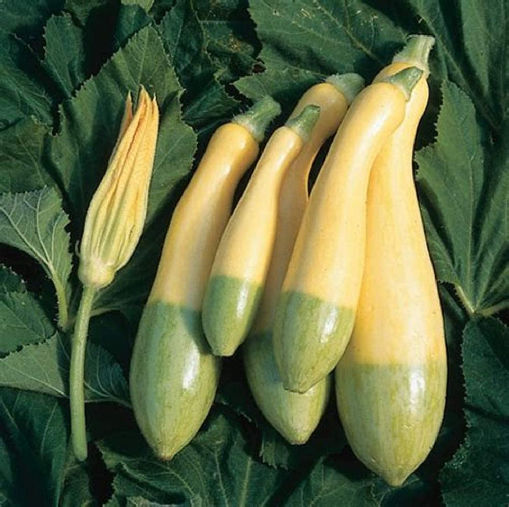 Zephyr Squash Seeds - 25+ USA-Grown, Easy to Grow Summer Squash