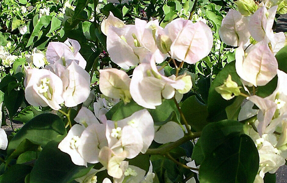 Vera White Bougainvillea Starter Plant | Well-Rooted Plug | Bare-Root