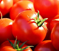 Celebrity Tomato (F1) Seed - High-Yield Solanum lycopersicum