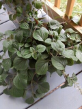 Purple Swedish Ivy Cuttings (4) - Millionaria / Planta del Dinero Morada, 4-6"