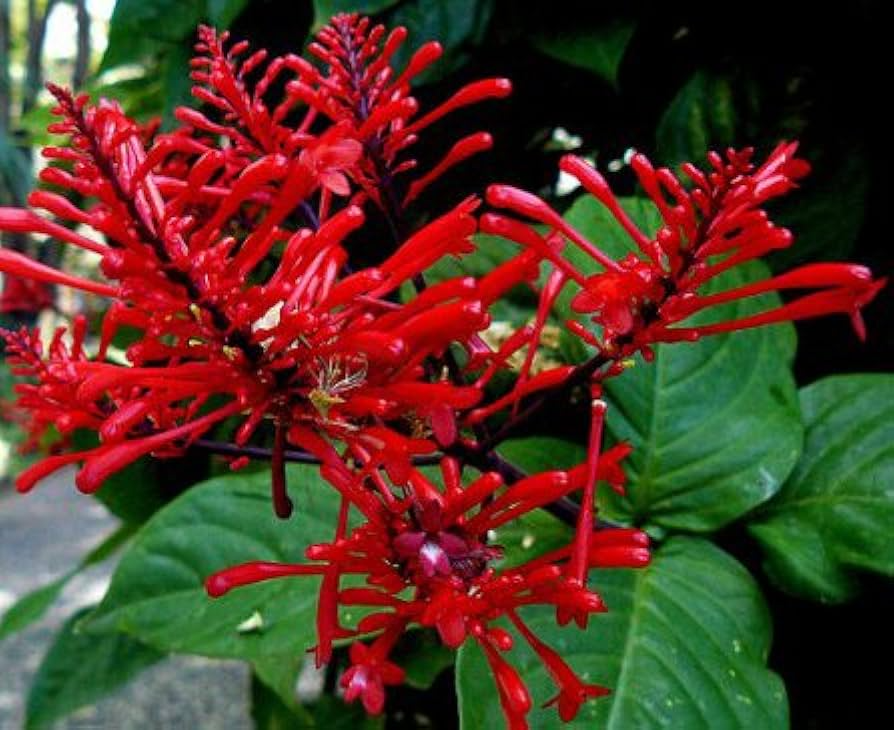 Odontonema Firespike (Pagoda Flower) Live Starter Plant | Red Blooming Shrub