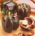 Chocolate Beauty Pepper Seeds – Capsicum annuum, Non-GMO Heirloom, Sweet Bell Pepper