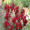 Black Prince Snapdragon Seeds (Antirrhinum majus) - 1000+ Seeds, Deep Burgundy
