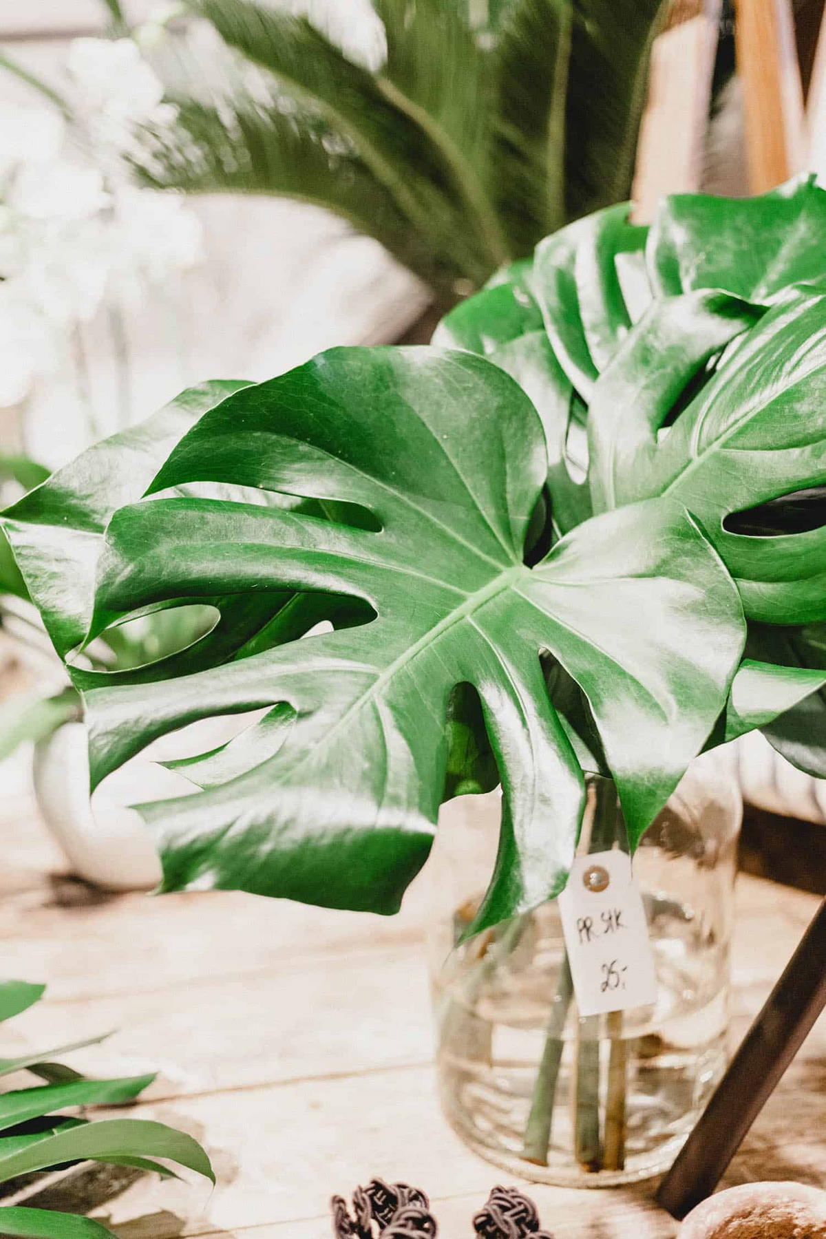 Monstera Deliciosa Rooted Cutting - Large, Green Leaves, Indoor Tropical Plant