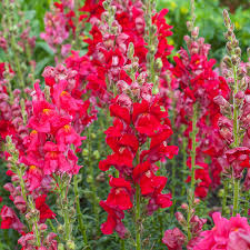 Antirrhinum majus Potomac Red Snapdragon Seeds - 1000+ Seeds for Bold Red Blooms