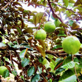 White Star Apple Starter Plant (Chrysophyllum cainito) - 12-24" Live Caimito Fruit Tree