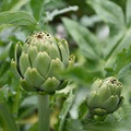 Green Globe Artichoke Seeds (Cynara scolymus) - Heirloom, Perennial Vegetable - 500mg