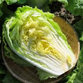 Michihli Chinese Heading Cabbage Seeds – Brassica rapa (Napa Cabbage) 150 Seeds