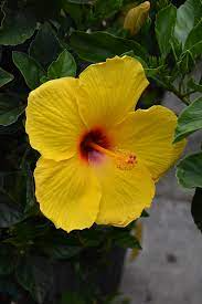 Exotic Tequila Hibiscus Hibiscus rosa-sinensis 'Tequila' - Bare Root Starter Plant (3-5 in)