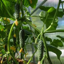 Cucumber Chinese Snake Curved Seeds - 10 Seeds | Heirloom, Non-GMO, High-Yield Cucumis sativus