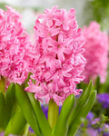 Hyacinth Pink Pearl Bulbs - 2 Fragrant Hyacinthus orientalis, Awards, Zones 4-8