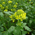 Black Mustard Seeds (Brassica nigra) - Heirloom, Non-GMO, 1,000 Seeds
