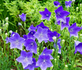 Balloon Flower Seeds (Platycodon grandiflorus) - 1,000 Non-GMO Seeds, Perennial, Easy to Grow