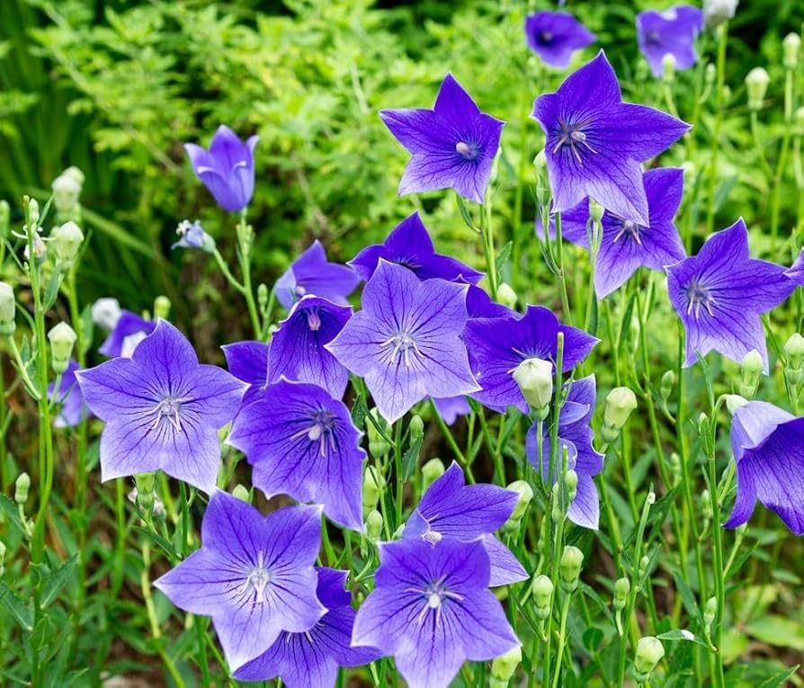 Balloon Flower Seeds (Platycodon grandiflorus) - 1,000 Non-GMO Seeds, Perennial, Easy to Grow