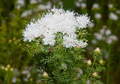 Summer Farewell Seeds (Dalea pinnata) - 25 Seeds, Late-Season Blooms for Pollinators