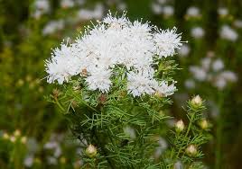 Summer Farewell Seeds (Dalea pinnata) - 25 Seeds, Late-Season Blooms for Pollinators