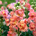 Antirrhinum majus Madame Butterfly Bronze White Snapdragon Seeds — 1000+ Seeds
