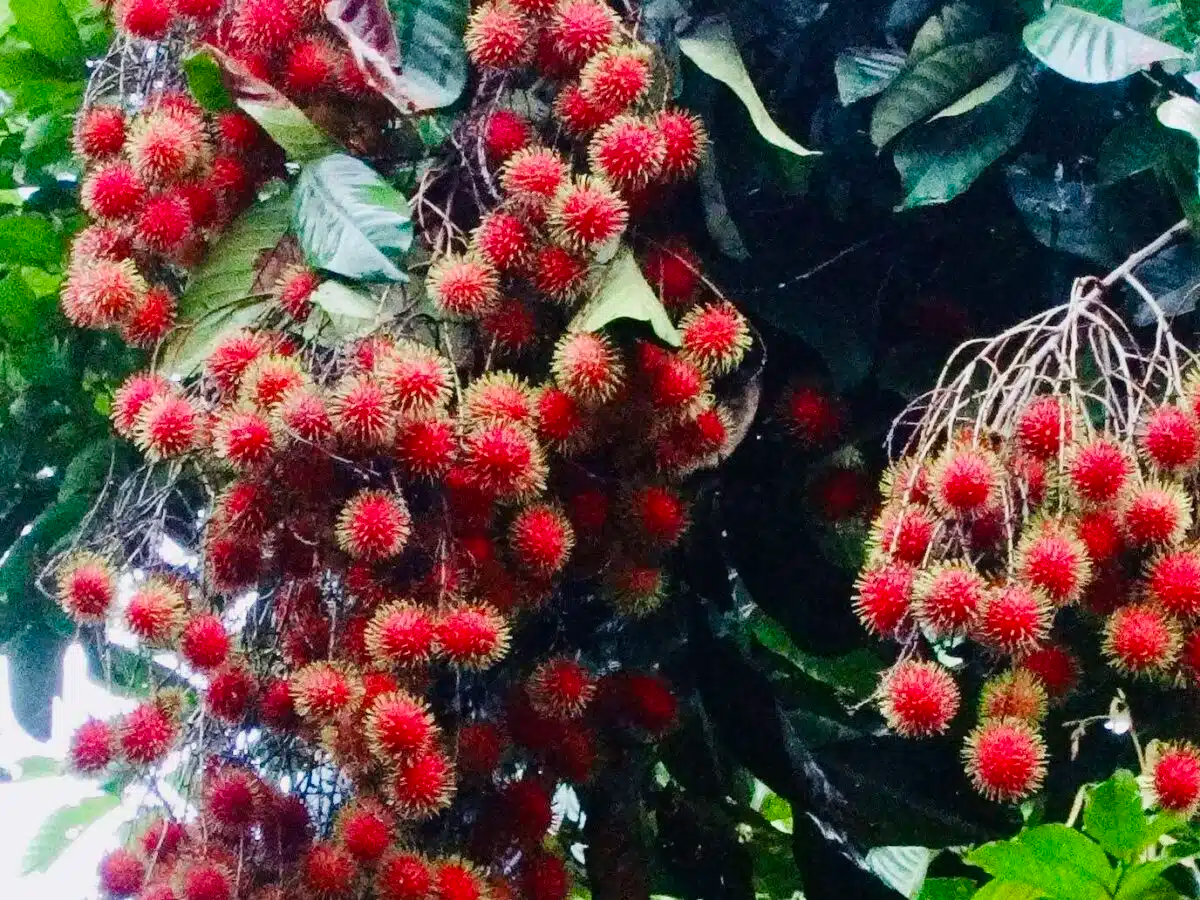 Red Rambutan Tree (Nephelium lappaceum) – Live Starter Plant 12-24"