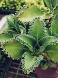 Aranto Alligator Plant (Mother of Thousands) - 100 Rooted Cuttings, 1-3"