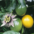 Passiflora Edulis Passion Fruit Vine – 12" Live Starter Plant in Pot
