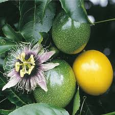 Passiflora Edulis Passion Fruit Vine – 12" Live Starter Plant in Pot
