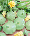 Benning's Green Tint Scallop Squash Seeds – Heirloom Patty Pan, Non-GMO, High-Yield