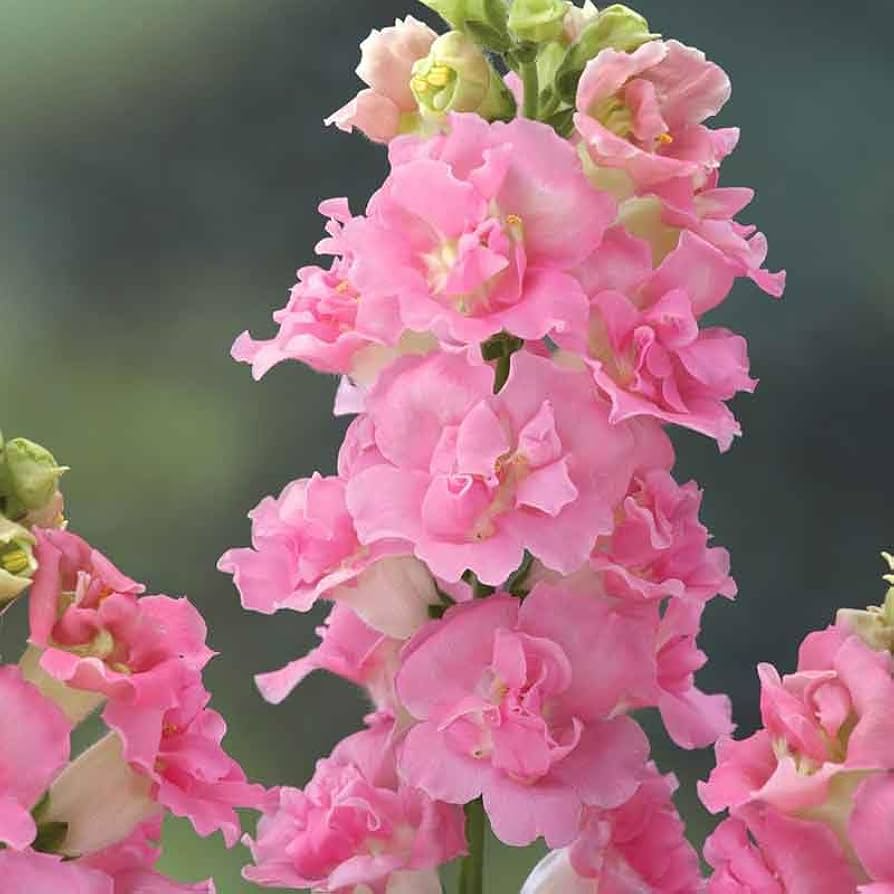 Antirrhinum majus Rocket Pink Snapdragon Seeds - 1000+ Pink Blooms